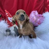 Ruby, a female Miniature Dachshund for sale in Chipley, FL – Photo 4 of 7