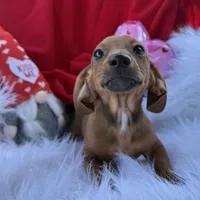 Ruby, a female Miniature Dachshund for sale in Chipley, FL – Photo 1 of 7