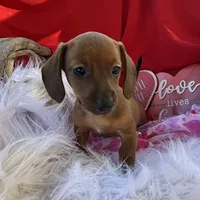 Ruby, a female Miniature Dachshund for sale in Chipley, FL – Photo 5 of 7