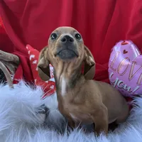 Ruby, a female Miniature Dachshund for sale in Chipley, FL – Photo 3 of 7