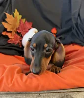 Oliver, a male Miniature Dachshund for sale in Chipley, FL – 2 of 5