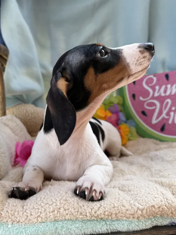 Huey – Miniature Dachshund puppy for sale in Chipley, FL