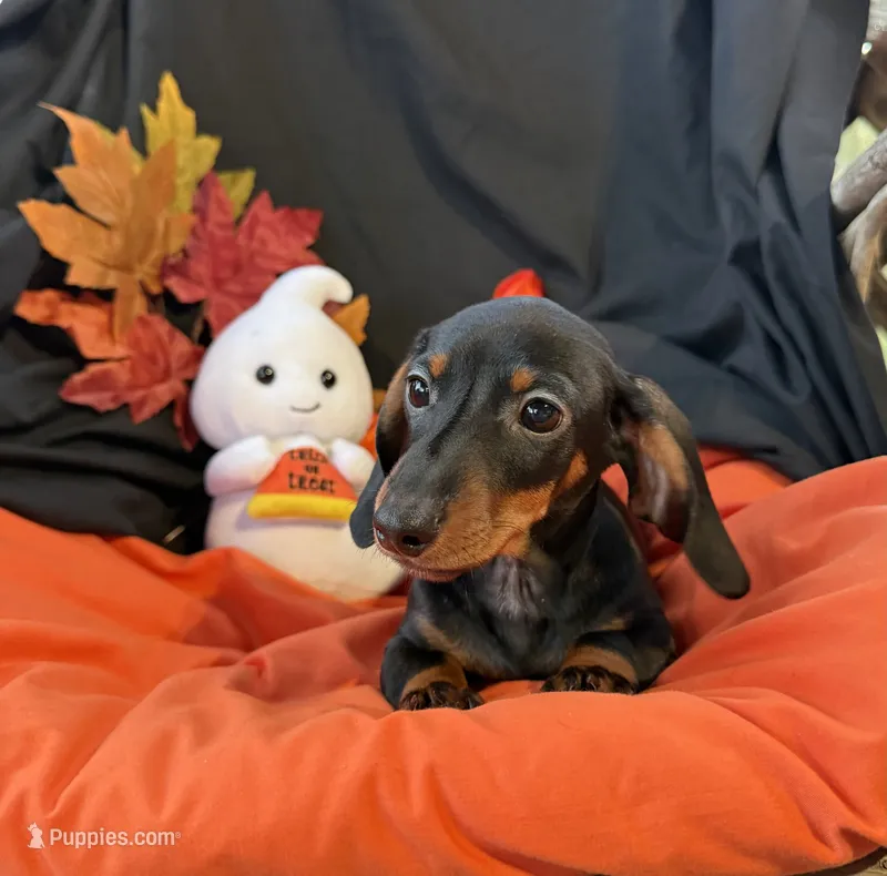 Oscar, a male Miniature Dachshund for sale in Chipley, FL – 1 of 5