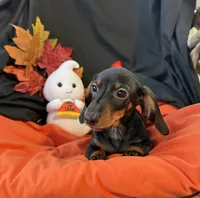 Oscar, a male Miniature Dachshund for sale in Chipley, FL – 1 of 5