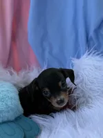 Little Man, a male Miniature Dachshund for sale in Chipley, FL – Photo 3 of 4