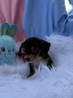 Little Man, a male Miniature Dachshund for sale in Chipley, FL – Photo 2 of 4