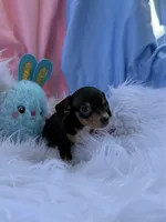 Little Man, a male Miniature Dachshund for sale in Chipley, FL – Photo 4 of 4