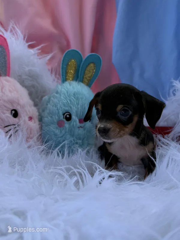 Little Man – Miniature Dachshund puppy for sale in Chipley, FL