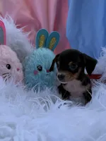 Little Man, a male Miniature Dachshund for sale in Chipley, FL – Photo 1 of 4