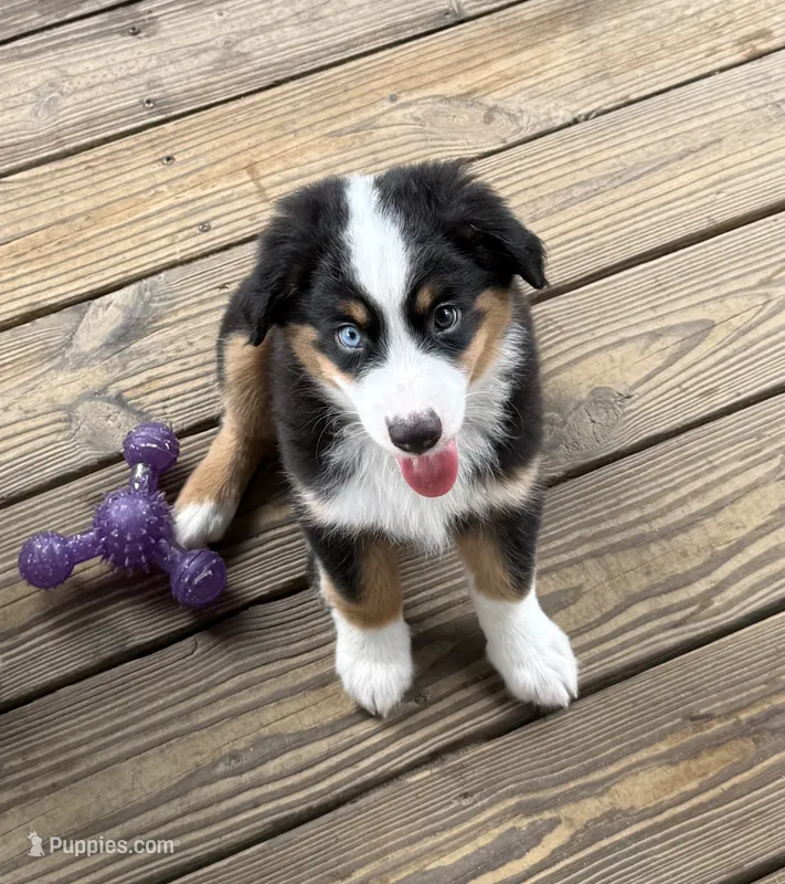 Sam – Miniature Australian Shepherd puppy for sale in Chipley, FL