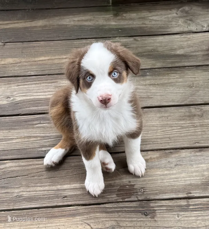Della – Miniature Australian Shepherd puppy for sale in Chipley, FL