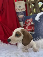 Louie, a male Miniature Dachshund for sale in Chipley, FL – 6 of 6
