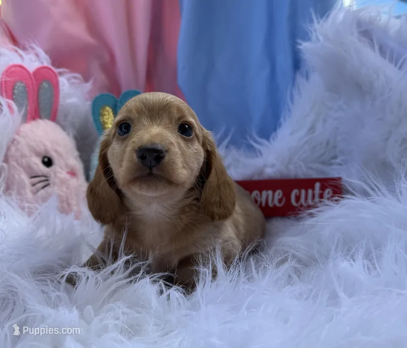 Crusoe – Miniature Dachshund puppy for sale in Chipley, FL