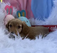 Crusoe, a male Miniature Dachshund for sale in Chipley, FL – Photo 2 of 4