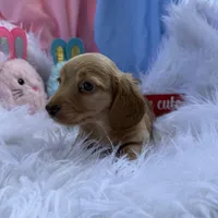 Crusoe, a male Miniature Dachshund for sale in Chipley, FL – Photo 3 of 4