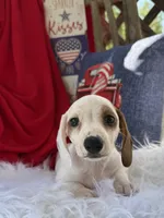 Louie, a male Miniature Dachshund for sale in Chipley, FL – 4 of 6
