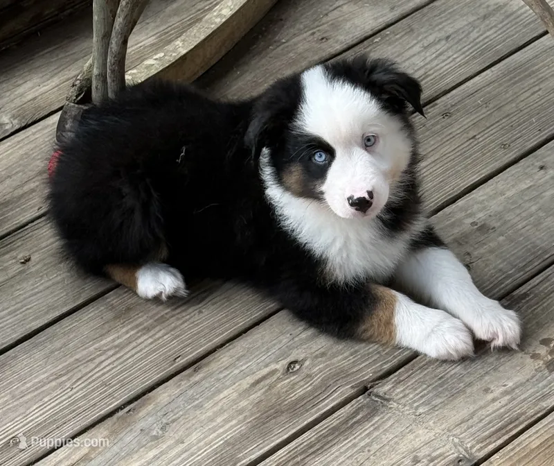 Happy – Miniature Australian Shepherd puppy for sale in Chipley, FL