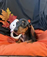 Oliver, a male Miniature Dachshund for sale in Chipley, FL – 4 of 5