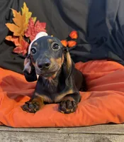 Biggie Boy, a male Miniature Dachshund for sale in Chipley, FL – 3 of 4