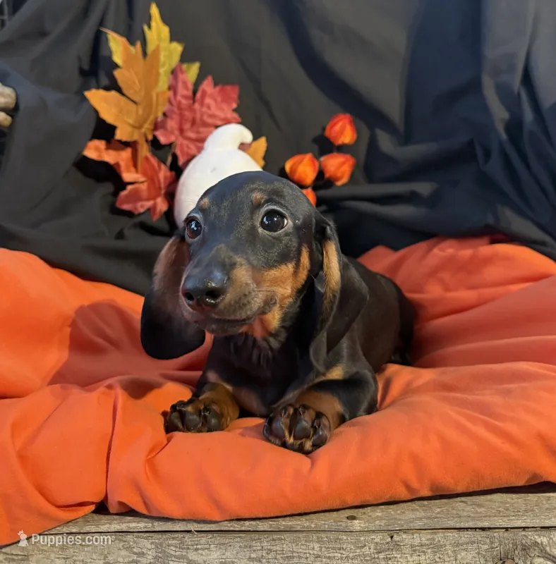 Biggie Boy, a male Miniature Dachshund for sale in Chipley, FL – 1 of 4