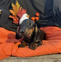 Biggie Boy, a male Miniature Dachshund for sale in Chipley, FL – 1 of 4