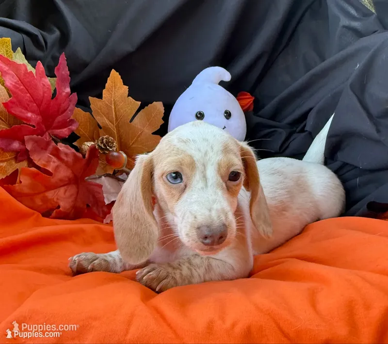 Emmy – Miniature Dachshund puppy for sale in Chipley, FL