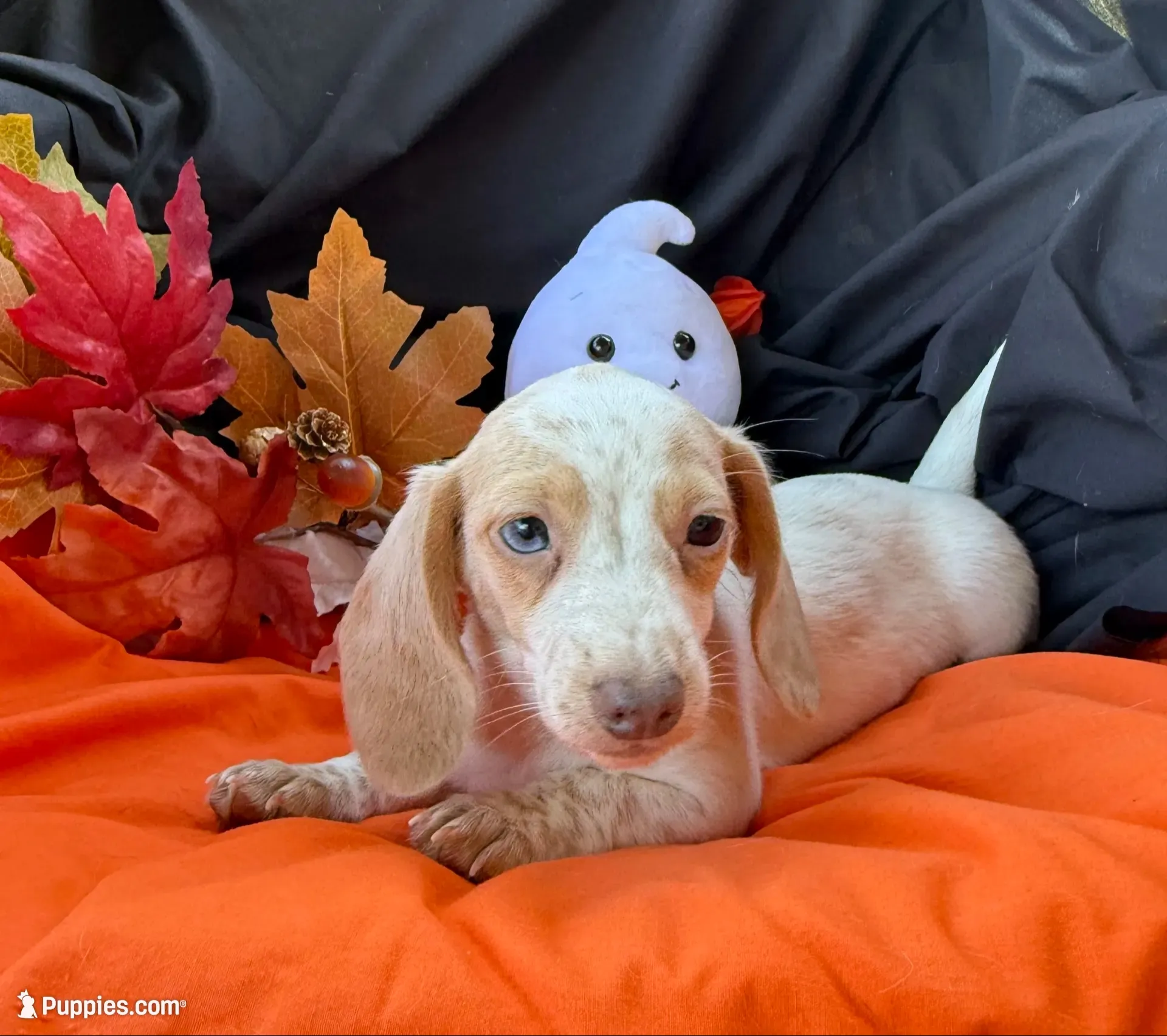 Emmy, a female Miniature Dachshund for sale in Chipley, FL – 1 of 4