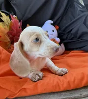 Emmy, a female Miniature Dachshund for sale in Chipley, FL – 2 of 4