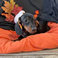 Oscar, a male Miniature Dachshund for sale in Chipley, FL – 5 of 5