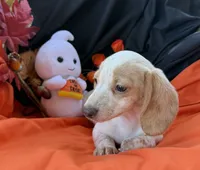 Gracie, a female Miniature Dachshund for sale in Chipley, FL – 5 of 5