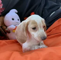 Gracie, a female Miniature Dachshund for sale in Chipley, FL – 3 of 5