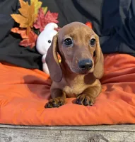 Sophie, a female Miniature Dachshund for sale in Chipley, FL – 5 of 5