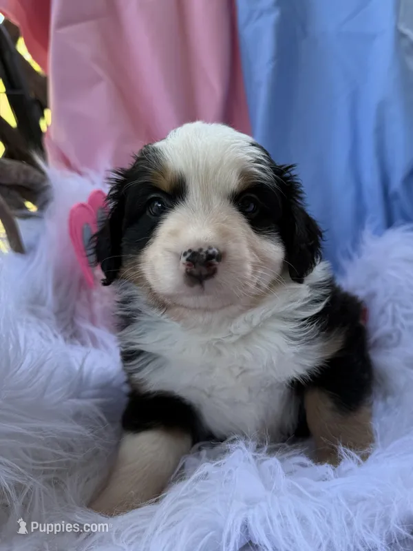 Daisy – Miniature Australian Shepherd puppy for sale in Chipley, FL