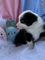 Daisy, a female Miniature Australian Shepherd for sale in Chipley, FL – Photo 2 of 4