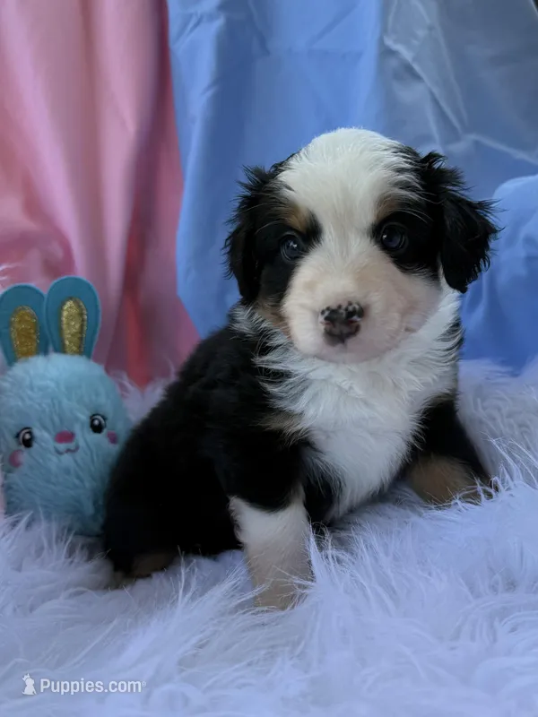 Daisy – Miniature Australian Shepherd puppy for sale in Chipley, FL