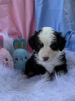 Daisy, a female Miniature Australian Shepherd for sale in Chipley, FL – Photo 4 of 4