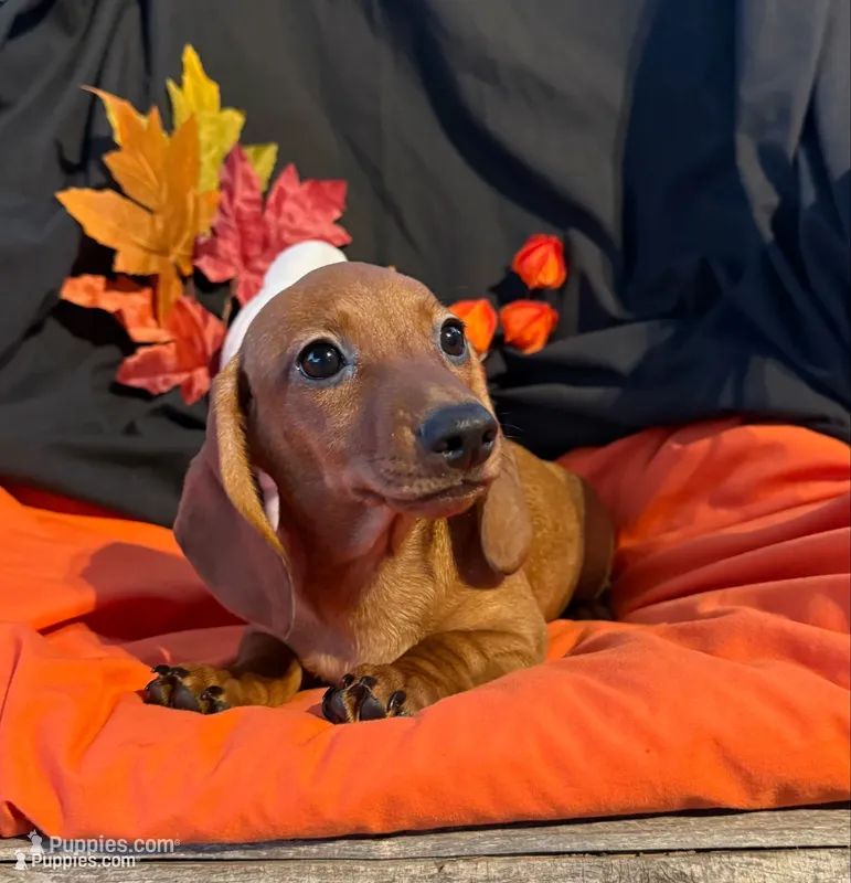 Sophie, a female Miniature Dachshund for sale in Chipley, FL – 1 of 5
