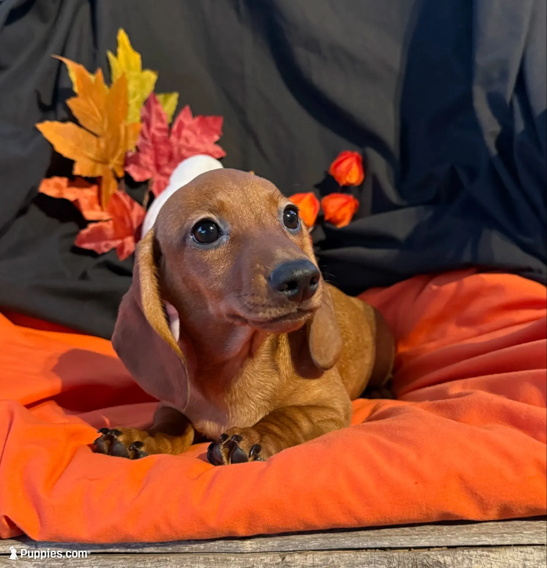 Sophie, a female Miniature Dachshund for sale in Chipley, FL – 1 of 5