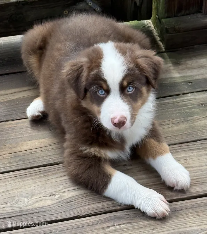 Tank – Miniature Australian Shepherd puppy for sale in Chipley, FL