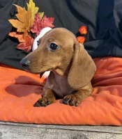 Sophie, a female Miniature Dachshund for sale in Chipley, FL – 3 of 5
