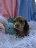 Millie, a female Miniature Dachshund for sale in Chipley, FL – Photo 3 of 4