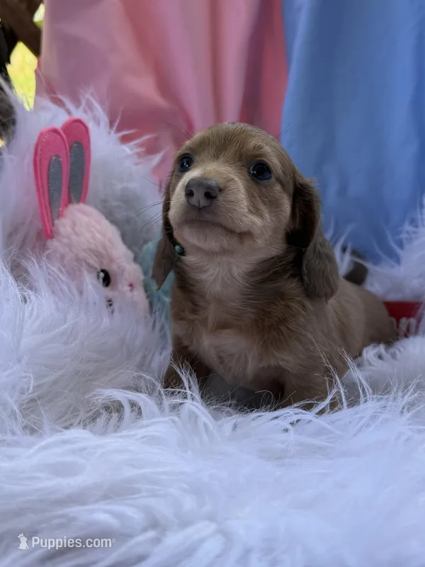 Millie – Miniature Dachshund puppy for sale in Chipley, FL