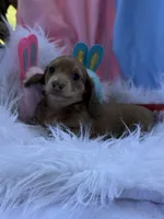 Millie, a female Miniature Dachshund for sale in Chipley, FL – Photo 4 of 4