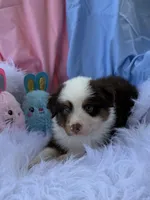 Bear Bear, a male Miniature Australian Shepherd for sale in Chipley, FL – Photo 1 of 4