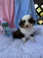 Bear Bear, a male Miniature Australian Shepherd for sale in Chipley, FL – Photo 4 of 4