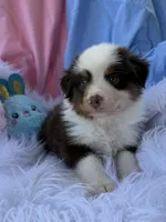 Bear Bear, a male Miniature Australian Shepherd for sale in Chipley, FL – Photo 2 of 4