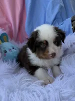 Bear Bear, a male Miniature Australian Shepherd for sale in Chipley, FL – Photo 3 of 4