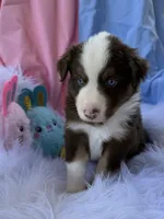 Tank, a male Miniature Australian Shepherd for sale in Chipley, FL – Photo 2 of 4
