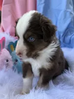 Tank, a male Miniature Australian Shepherd for sale in Chipley, FL – Photo 3 of 4