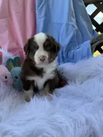 Tank, a male Miniature Australian Shepherd for sale in Chipley, FL – Photo 4 of 4